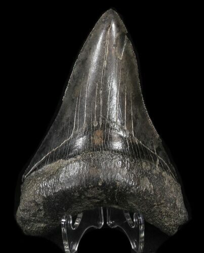 Serrated, Lower Megalodon Tooth - South Carolina #37623